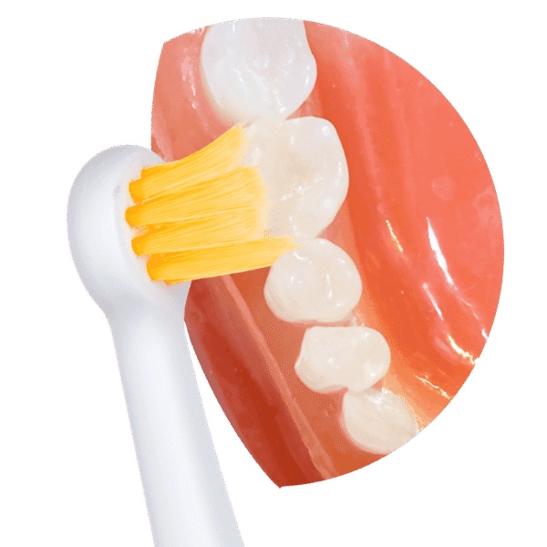 Têtes de brosse edel+white Focus